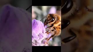 Why does honeybee make honey telugu facts interstingfactsintelugu [upl. by Noland]