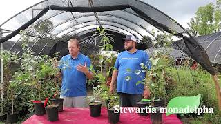 Stewartia monadelpha  Flowering Plants  MrMaple Clips [upl. by Rayna]