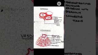 EpididymisVasdeferenshistology mbbs2ndyear mbbsstudent mbbstrendingshorts shorts [upl. by Esila519]