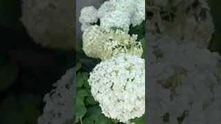 Beautiful Flower Beds Ideas  MUST Watchplants garden foryou shorts youtubeshorts [upl. by Rayshell]