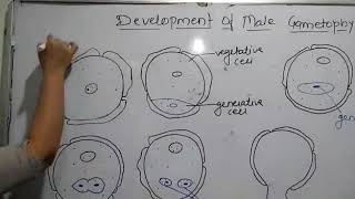 Development of male gametophyte [upl. by Leinahtan]