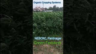 Organic Cropping Systems  Green Fertilizer  shorts  farming  agriculture [upl. by Crandale]