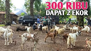 Harga Kambing Hari ini Murah Ora Lumrah [upl. by Radnaxela511]