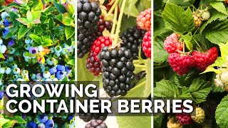 How to Grow Raspberries Blueberries and Blackberries in Containers [upl. by Ferguson]