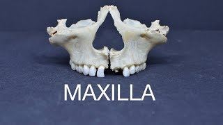 MAXILLA [upl. by Maryn444]