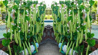 The Technique Of Growing SuperFruitful Loofah In Plastic Containers Without A Garden [upl. by Anaderol]