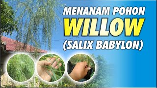 Menanam Pohon Willow aka Salix Babylonica [upl. by Boucher]