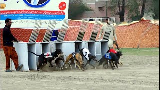 Greyhound Derby Race  Country B  Quarter Final  PGWA CuP 010324 dog pets puppy [upl. by Annemarie]