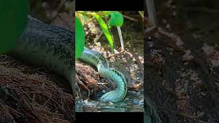 The Incredible Tadpole Journey Surviving the Garter Snake Gauntlet [upl. by Adnilec]