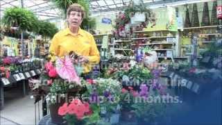 How to Create a Spring Container Garden with Stauffers [upl. by Coleman]