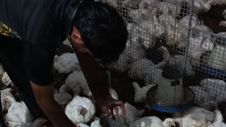 poultry farm day 35 daily routine work  broiler chicken 🐔🐔🐔 expected average weight on 5th week [upl. by Ahsyek229]