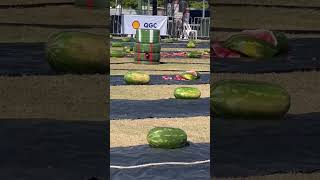 Chinchilla Melon Festival  watermelon chinchilla shorts games [upl. by Theodor]