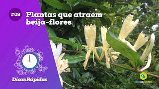 Plantas que atraem beijaflores [upl. by Aserat461]