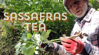 BENEFITS of Sassafras Tea [upl. by Nevek]