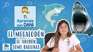 EL MEGALODÓN El tiburón come ballenas  Aprende con Dani [upl. by Gati]