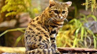 14 Wildcats You Didn’t Know Exist [upl. by Mehs]