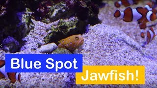 🐟 How to care for a Blue Spotted Jawfish Species Spotlight [upl. by Sarge]