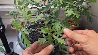 11 Year Old English Oak Bonsai Tree Leaf Defoliation [upl. by Etirugram]