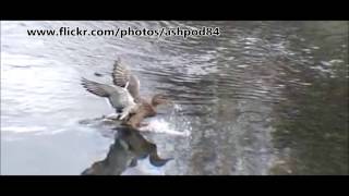 Duck Landing on water in slow motion [upl. by Notse]