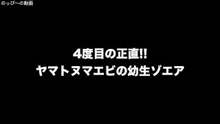 4度目の正直 ヤマトヌマエビの幼生ゾエア [upl. by Hurlee98]