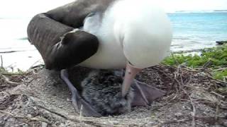 Laysan Albatross chick eats breakfastAVI [upl. by Landing]