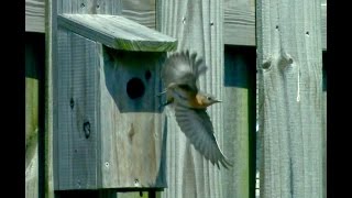 How to build an inexpensive Eastern Bluebird house [upl. by Esinehc74]