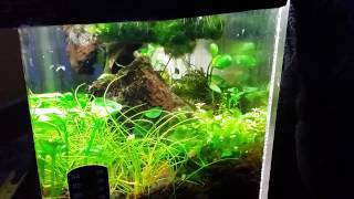 Pearling 5 gallon co2 injected planted tank [upl. by Costanza72]