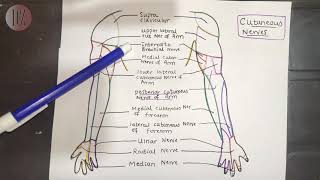 Cutaneous supply and Dermatomes of Upper Limb  Dr Ali  Doctor Z [upl. by Nichy]