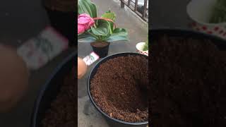 How to grow Medinilla flower pot [upl. by Hajed]