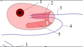 Discoba  Wikipedia audio article [upl. by Ecikram]