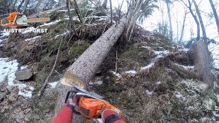 Extreme Baumsicherung und Fällung im Steilhang neben einer Starkstromleitung [upl. by Chapel]