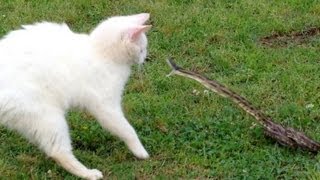 Snake vs Cat  Mossy Oak [upl. by Analise]