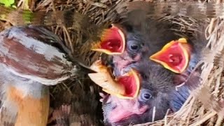 3baby Bird Food Hunt Challenge Can You Keep Up [upl. by Gehlbach404]