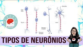 TIPOS DE NEURÔNIOS  NEUROSTUDENT 21 [upl. by Virgil]