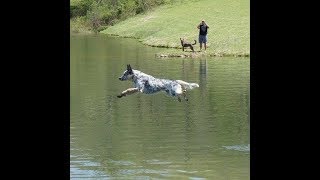 Australian Cattle Dog Dock Diving Drill [upl. by Anatnahs]