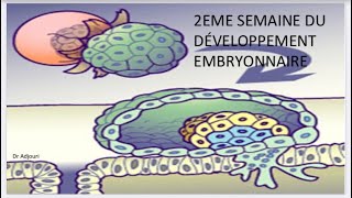 ✅Embryologie7 2eme Semaine du development بطريقة بسيطة و سهلة اجي تفهم و تحفظ 🤓 [upl. by Eseret]