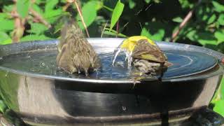 Pine siskins at birdbath July 26 2024 PNW [upl. by Sholley]