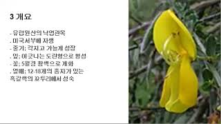 302 애니시다 Scotch broom [upl. by Anniala]