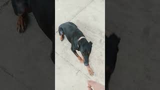 Doberman Dog gets shot by gun and does a trick [upl. by Ettenel457]