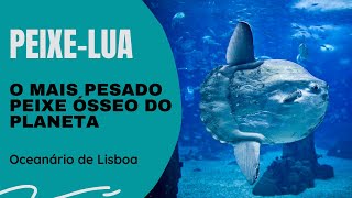 PEIXELUA  Oceanário de Lisboa  O mais pesado peixe ósseo do Planeta [upl. by Erodoeht855]