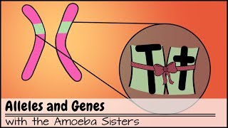 Alleles and Genes [upl. by Namzed]