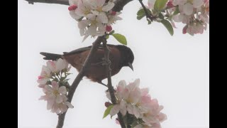 Biggest Week in American Birding  Magee Marsh 2023 [upl. by Shermie]