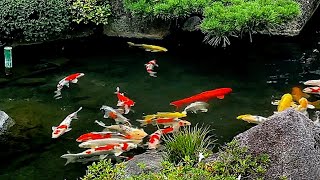 koi fish tank worth 50000 usd [upl. by Cicenia]