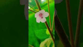 beautiful Urena lobata flower🌸🌸quot family Malvaceaequotshorts AboutNature99 flowers shortfeed [upl. by Elsinore]