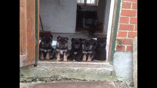 Deutsche Schäferhund Welpen 6 Wochen alt DDR Linie [upl. by Behnken97]