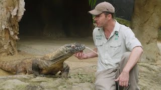 Komodo Dragon Keeper Talk at Taronga Zoo Sydney [upl. by Cann]