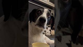 If Dogs Could Talk Farmer Fran The Waterboy 🐶😂 funnydogs comedyshorts dogshorts [upl. by Odlanir]