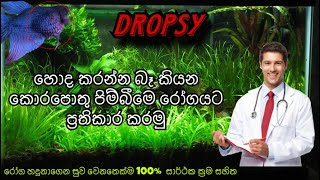 Dropsy රෝගය සුව කරමු  How to treat Betta Fish  Dropsy Treatments [upl. by Enajiram]