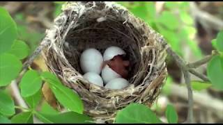 Introduction to the Balcones Canyonlands Preserve BCP  REVISED AUG 2018 [upl. by Halac]