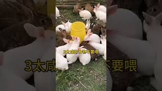 兔子可以喂剩菜剩饭吗？ 兔子养殖 养兔 科学养兔 rabbit 肉兔养殖 科普 [upl. by Marie653]